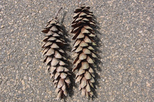 White pine cones